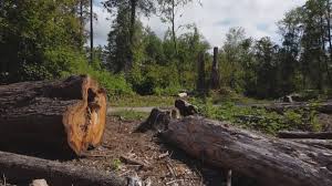 Best Tree Trimming and Pruning  in Nellysford, VA