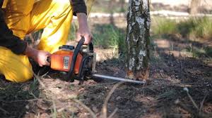 Best Tree Maintenance Programs  in Nellysford, VA