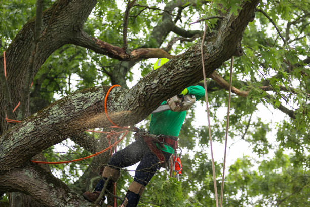 Best Tree Removal  in Nellysford, VA