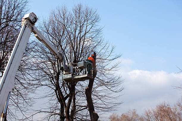 Trusted Nellysford, VA Tree Care Experts